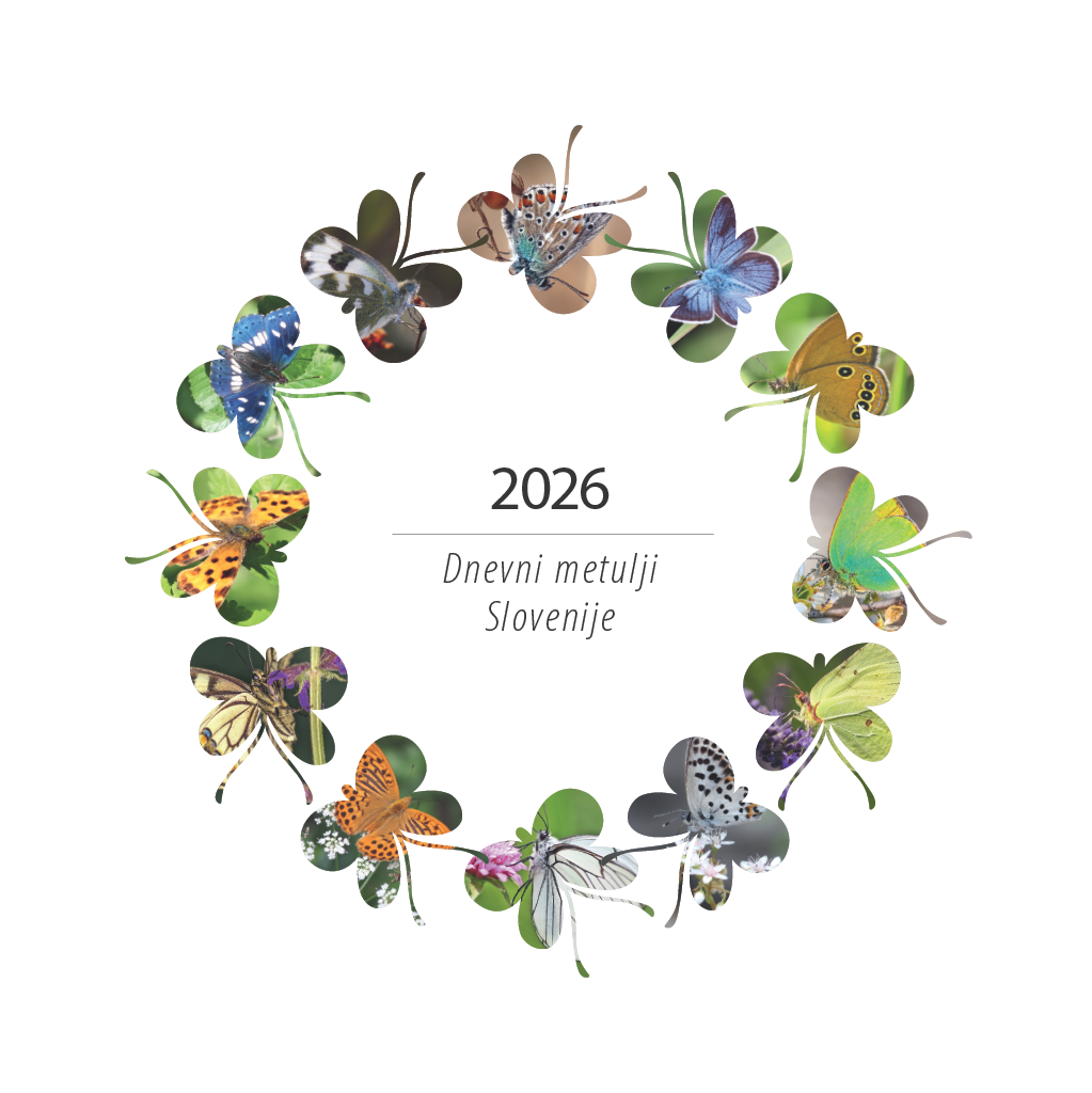 Art.100006 - Koledar BORI_stenski - METULJI SLOVENIJE: 300x300 mm - kvadrat, spirala sredina