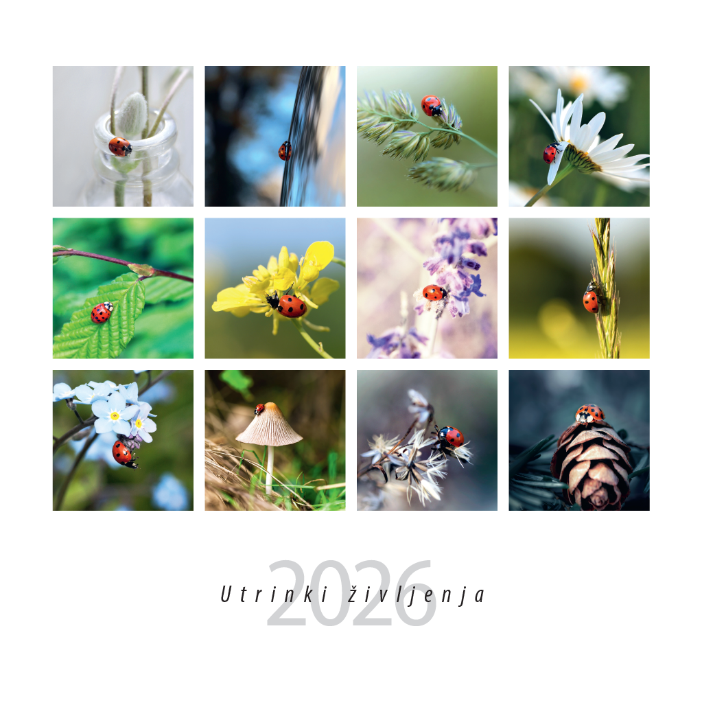 Art.100008 - Koledar BORI_stenski - UTRINKI ŽIVLJENJA: 300x300 mm - kvadrat, spirala sredina