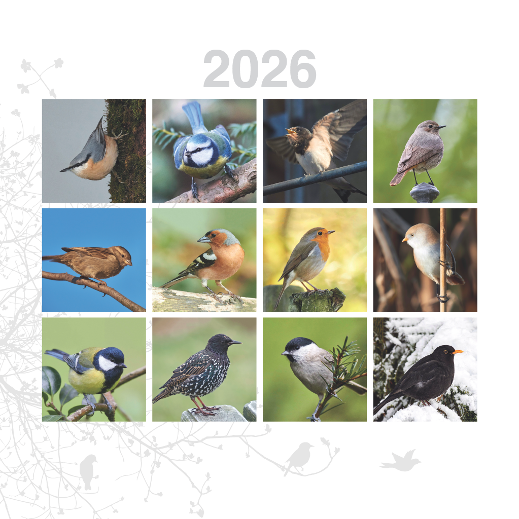 Art.100014 - Koledar BORI_stenski - PTIČJI GAJ: 300x300 mm - kvadrat, spirala sredina